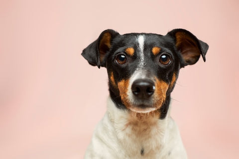 4 Reasons Why Beef Brisket Bones are Good for Dogs