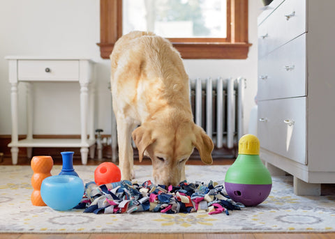 Dog engaging with a mental enrichment activity to stay sharp and happy