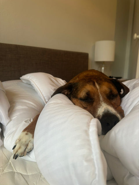 Dog owner managing diet for a dog with diabetes at home