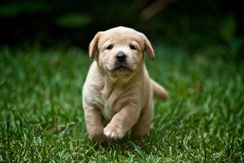 Labrador Retriever and other popular Australian dog breeds enjoying fresh raw food outdoors
