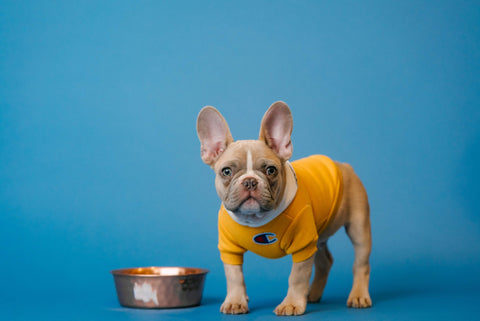 The Top 3 Benefits of Lamb Hearts for Dogs!