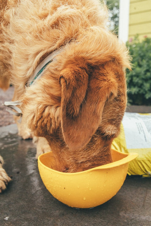 Why Raw Chicken Wings are the Perfect Food for Dogs