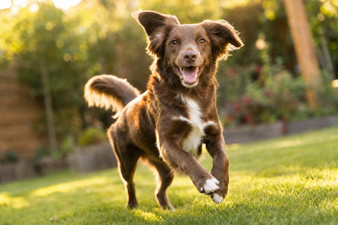Happy Sydney dog thriving on ardam raw food, part of a real customer success story