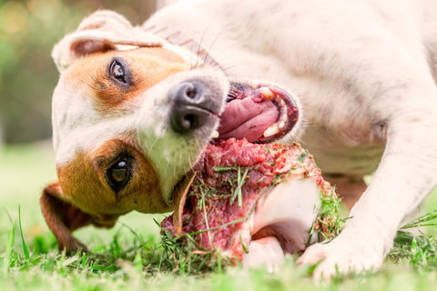 Make no Bones about it, they're more than just a treat!