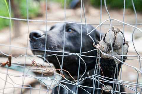 Dog looking through a fence, symbolic of the global pet food industry ardam investigates