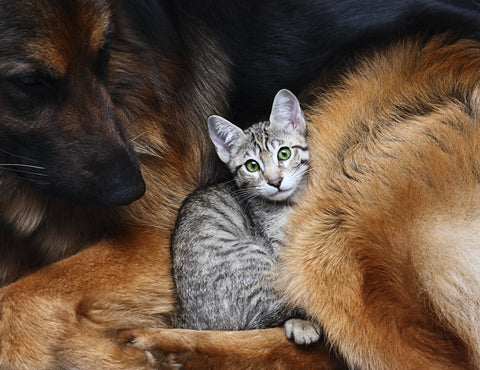 Dog and cat together, considering nutrition through desexing life stages