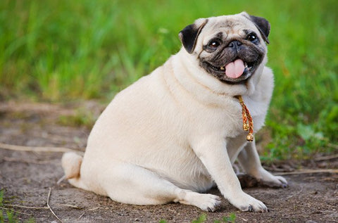Dog with a healthy body condition next to a portioned raw dog food meal for weight management