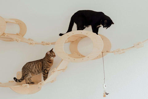 Cat playing with an enrichment toy to stay mentally stimulated and happy