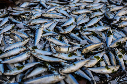 Raw fish rich in omega-3 fatty acids prepared for a dog's balanced diet