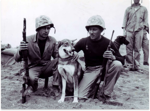 Honouring ANZAC’s Four-Legged Heroes: The Dogs Who Served with Unmatched Bravery