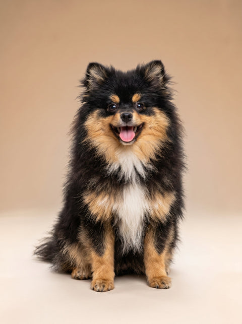 ardam weekly raw puppy food packages for 4 to 6 month old puppies