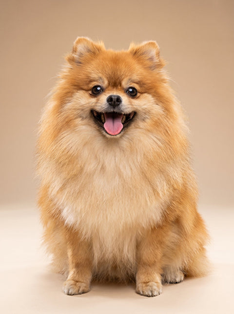 ardam weekly raw dog food packages for dogs 12 months and older