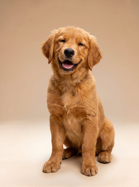 Weekly Package - 10 to 15kg Puppy (4-6 Months)