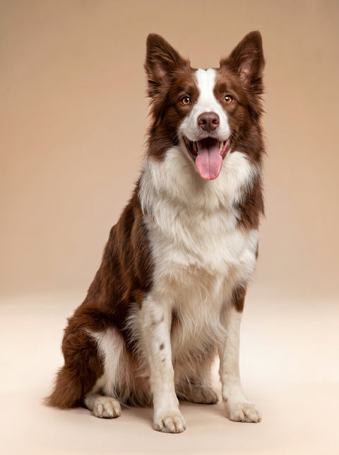 Weekly Package - 10 to 15kg Puppy (8-12 Months)