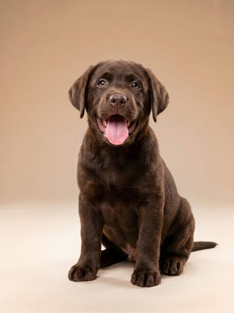 Weekly Package - 12.5 to 15kg Puppy (2-4 Months)