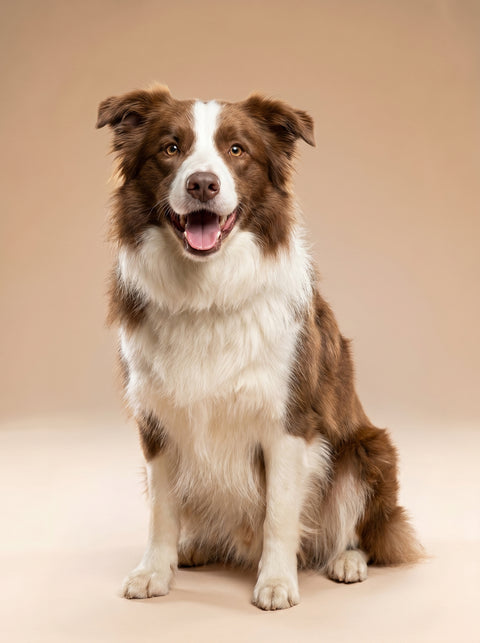 Weekly Package - 15 to 20kg Dog