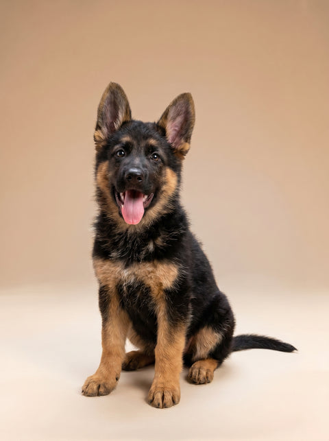 Weekly Package - 15 to 20kg Puppy (2-4 Months)