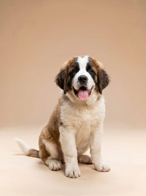 Weekly Package - 20 to 25kg Puppy (2-4 Months)