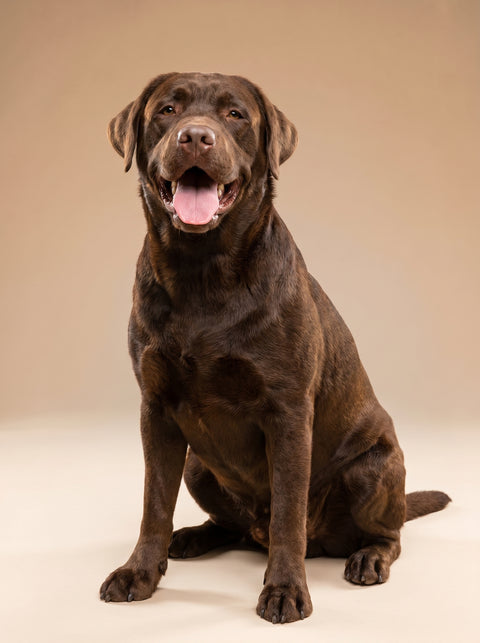 Weekly Package - 30 to 35kg Dog