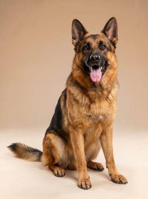 Weekly Package - 35 to 40kg Dog