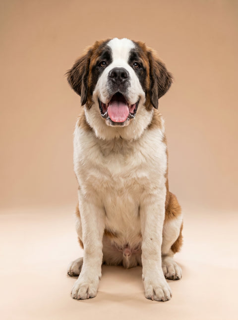 Weekly Package - 35 to 40kg Puppy (6-8 Months)
