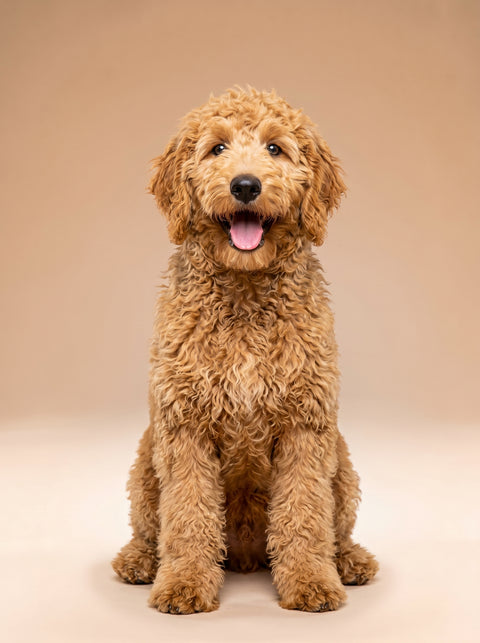 Weekly Package - 5 to 7.5kg Puppy (4-6 Months)