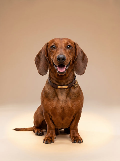 Weekly Package - 5 to 7.5kg Puppy (8-12 Months)