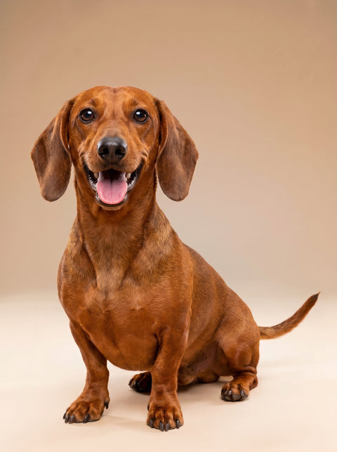 Weekly Package - 7.5 to 10kg Dog