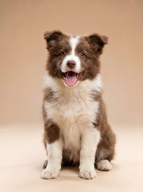 Weekly Package - 7.5 to 10kg Puppy (2-4 Months)