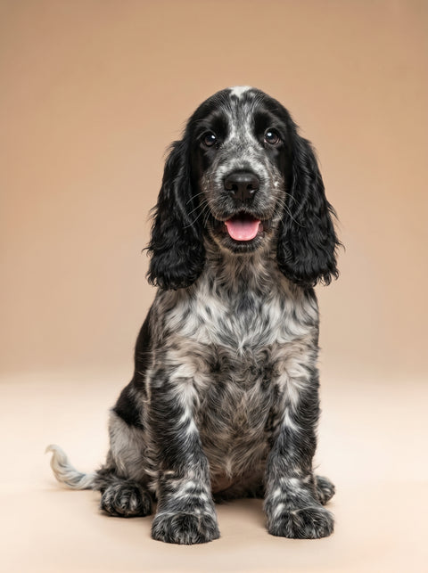 Weekly Package - 7.5 to 10kg Puppy (4-6 Months)