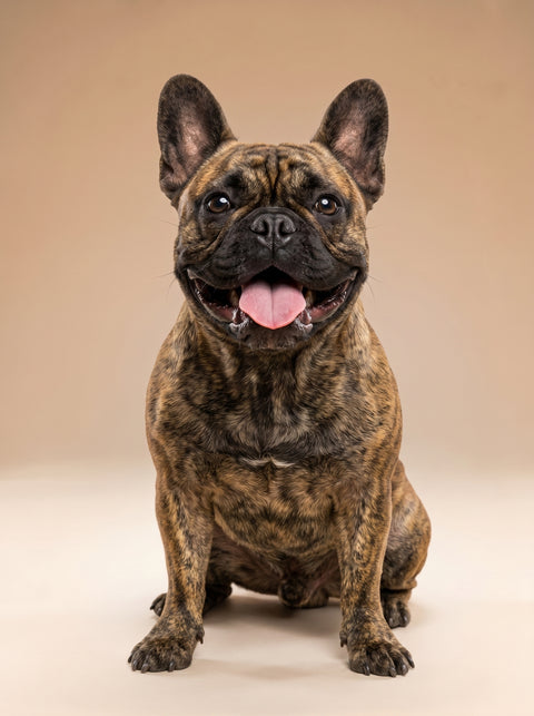 Weekly Package - 7.5 to 10kg Puppy (8-12 Months)