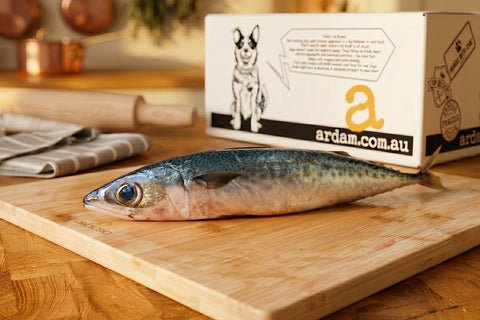 Mackerel