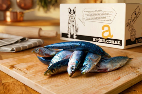 Sardines