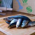 sardines