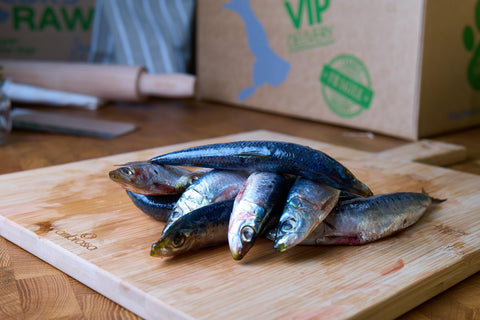 sardines